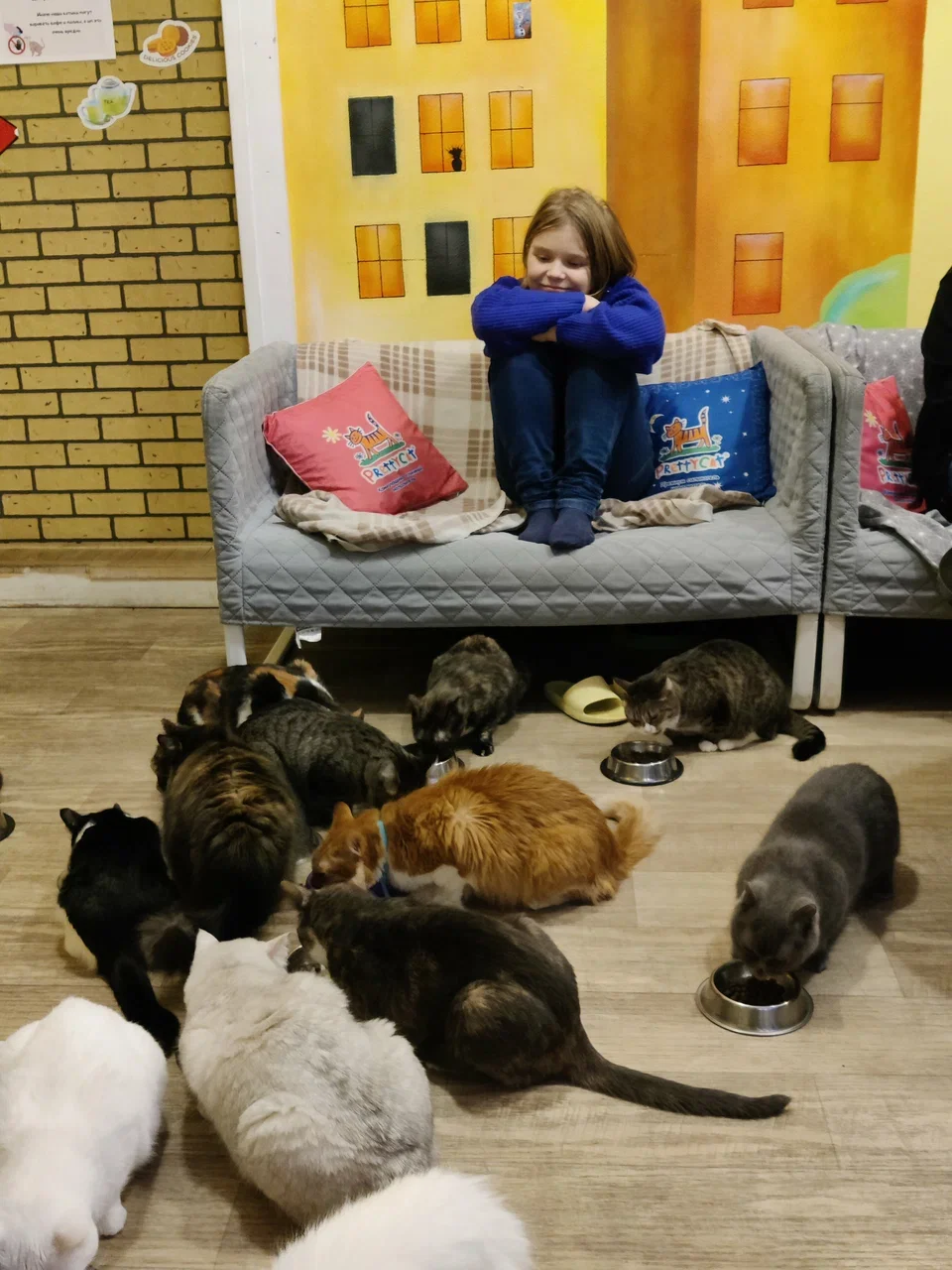 Фото Антикафе "Котофейня" - развлечение в Москве | Досугатор
